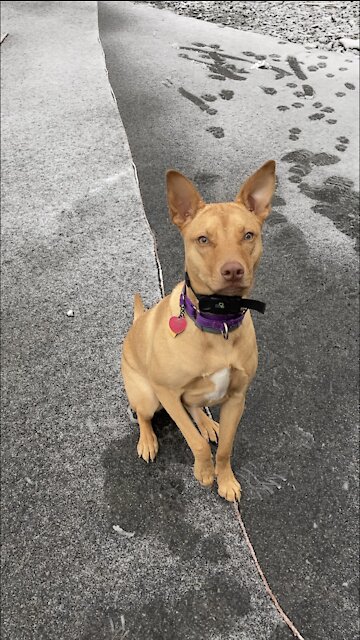 Izzy puppy first time playing in snow
