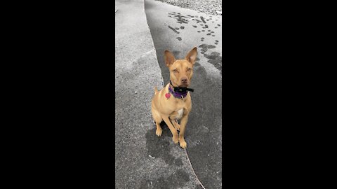 Izzy puppy first time playing in snow