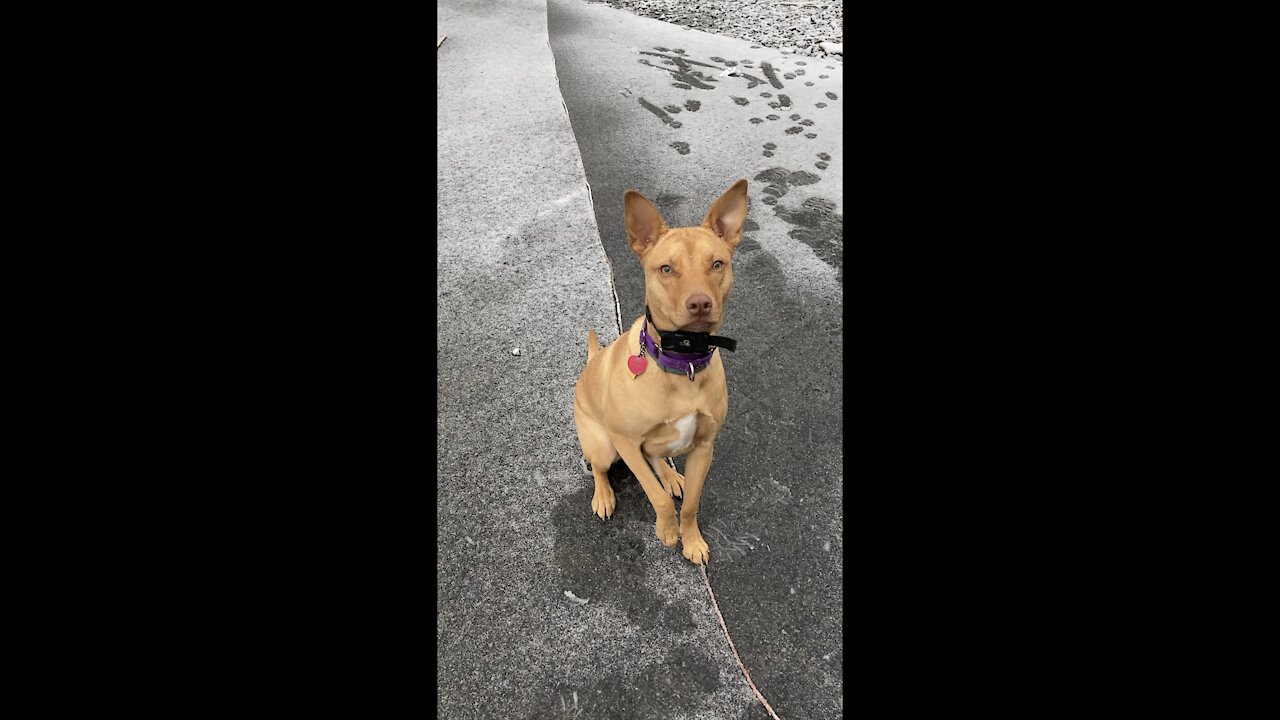 Izzy puppy first time playing in snow