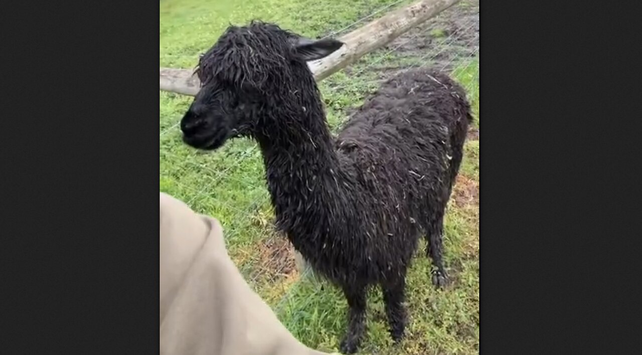 Spitting Alpaca Had A Rough Day With The Stallion In The Sheep Pasture