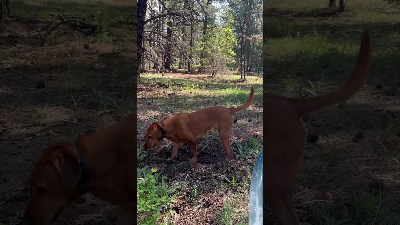 Why do dogs dig a hole to make a bed and rest? My Fox Red Lab is finally taking a break! #labrador