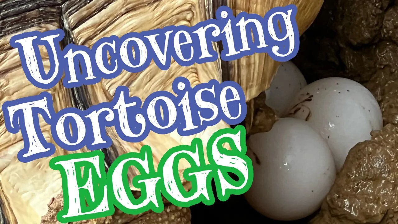 Uncovering Tortoise Eggs!