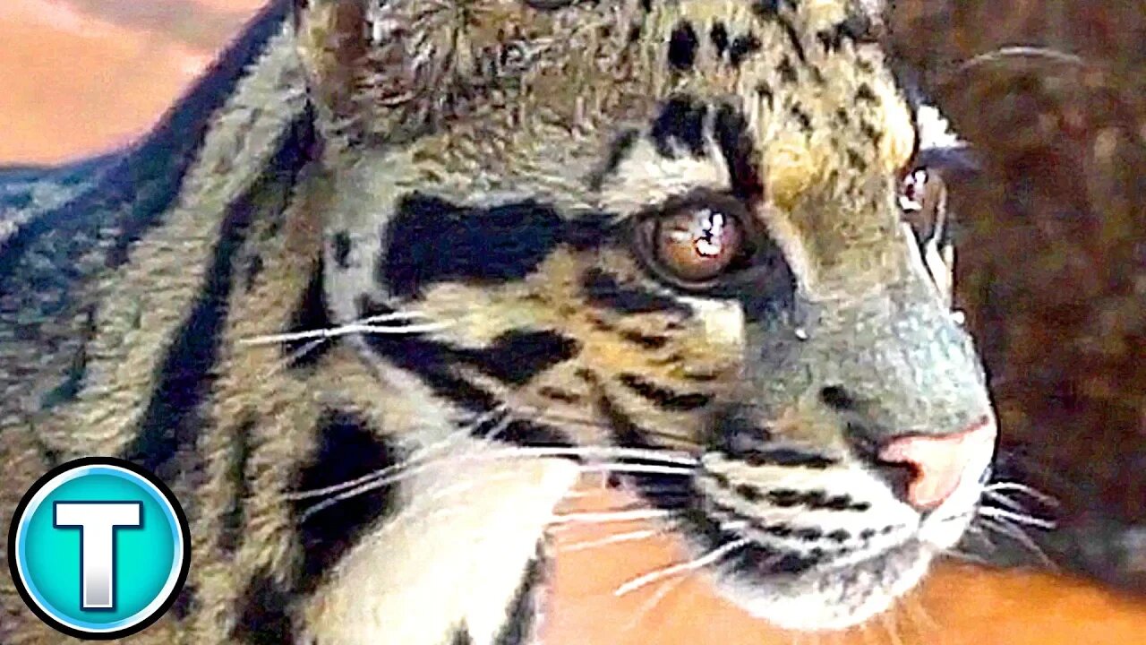 Clouded Leopard | World's Weirdest Animals