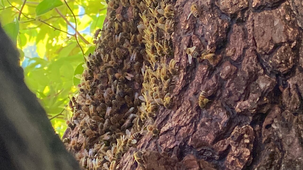 Honey Bee Hive Update