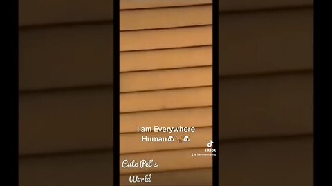 I am everywhere Human #funnyshorts #funnypets #fyp 🐶🐕