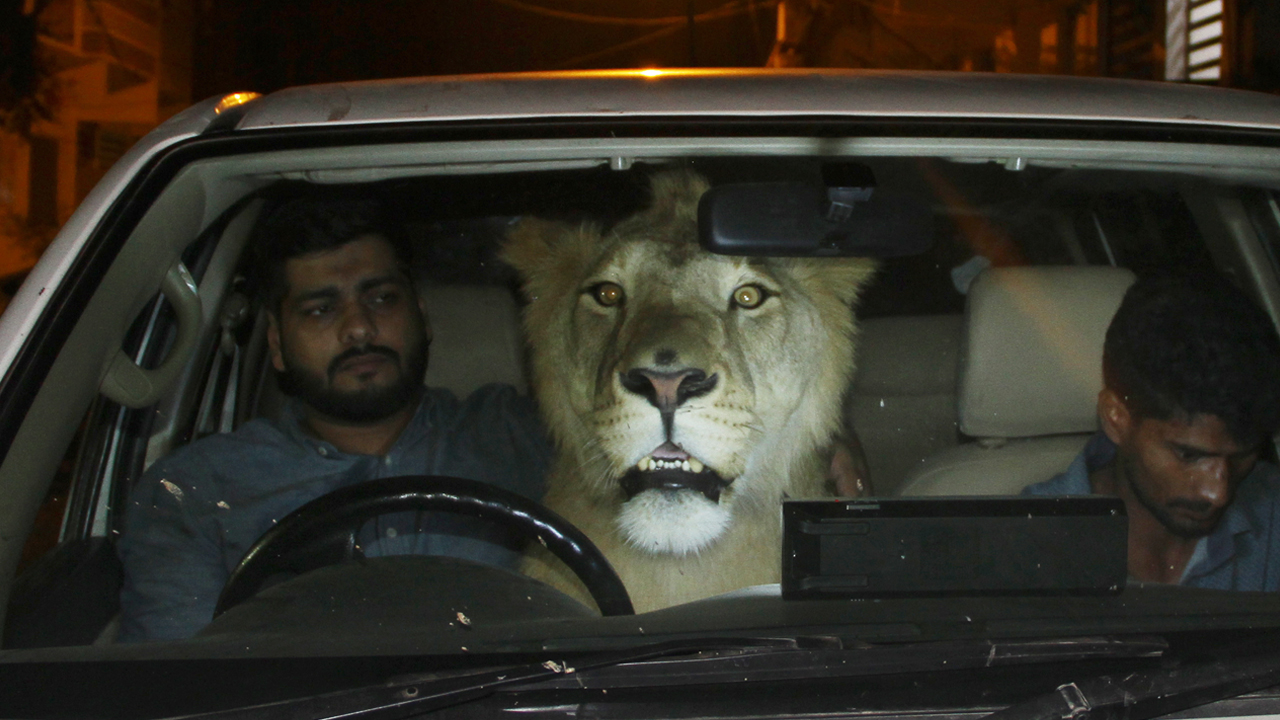 There’s A Lion In My Car! | BEAST BUDDIES