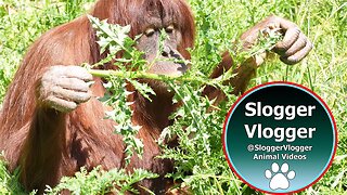 How Tuti the Orangutan Handles Prickly Plants At Chester Zoo in 8K