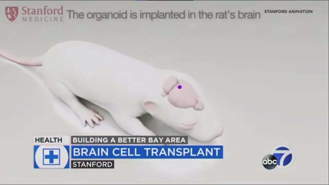 🧠🐀 Scientists Grow Human Brain Cells In Rats.