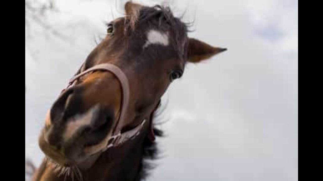 Cavalo é totalmente apaixonado por melancias