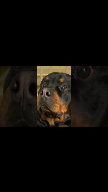 Trust Game With A Rottie 😂 #Shorts #rottweiler #dogs