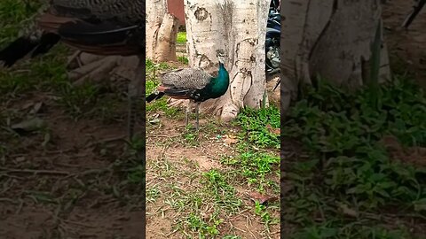 mayur vihar colony near #viralvideo #viralshort
