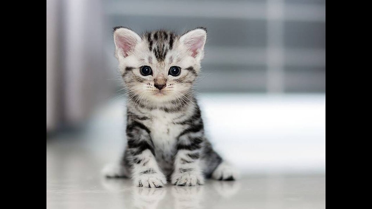 Baby Cats - Cute and Funny