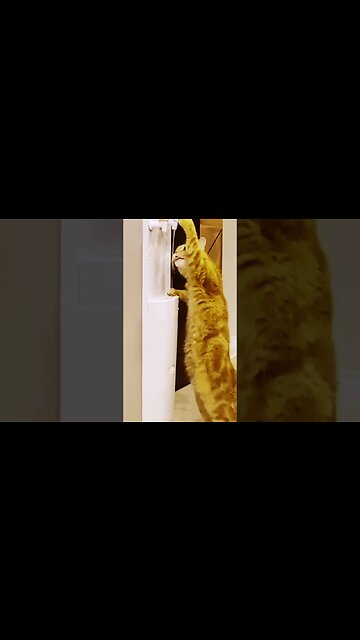 Gatinho no Bebedouro: Uma Aventura Cômica e Adorável! 😺🚰