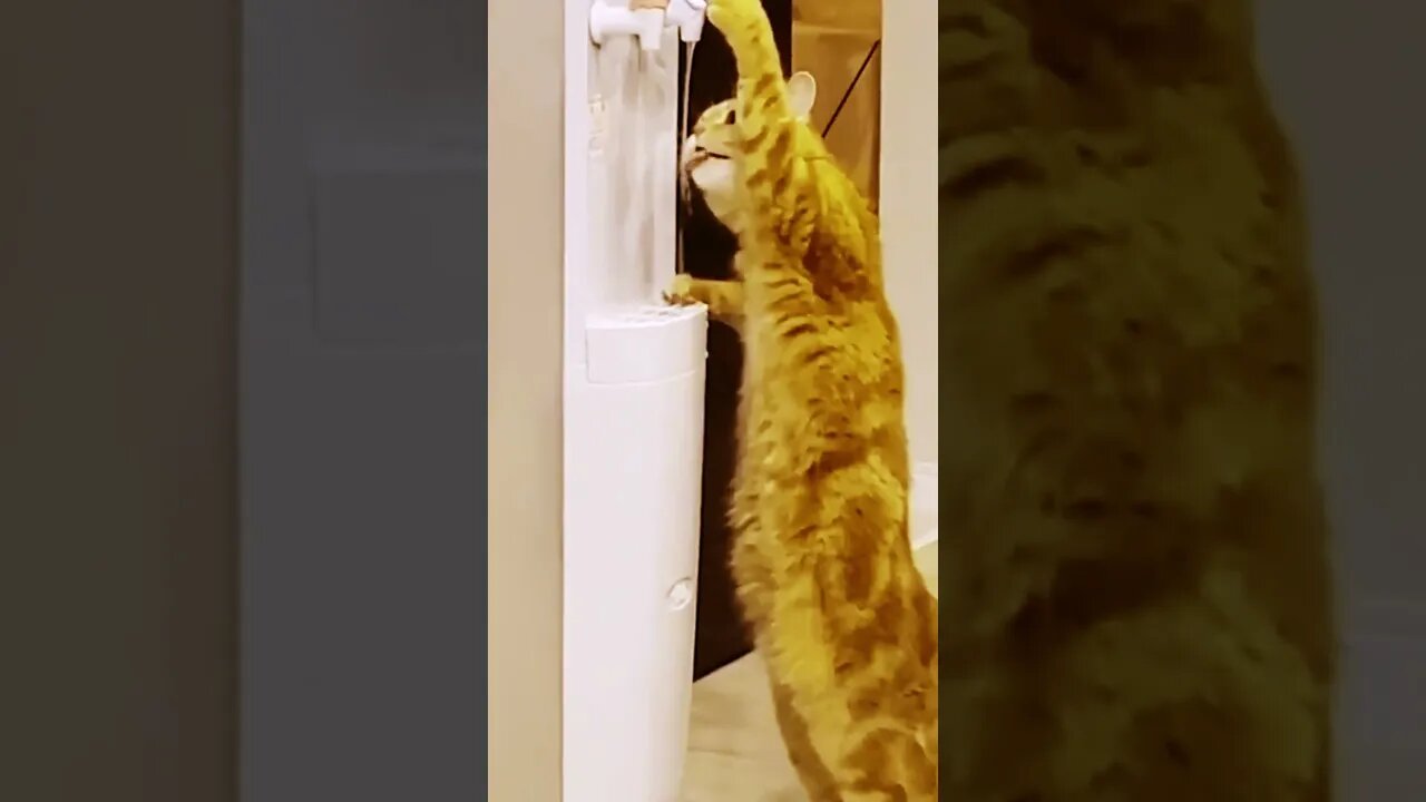 Gatinho no Bebedouro: Uma Aventura Cômica e Adorável! 😺🚰