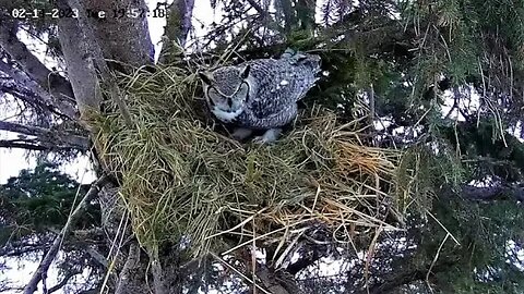 Albert Calls to Ellie Again 🦉 02/14/23 19:56