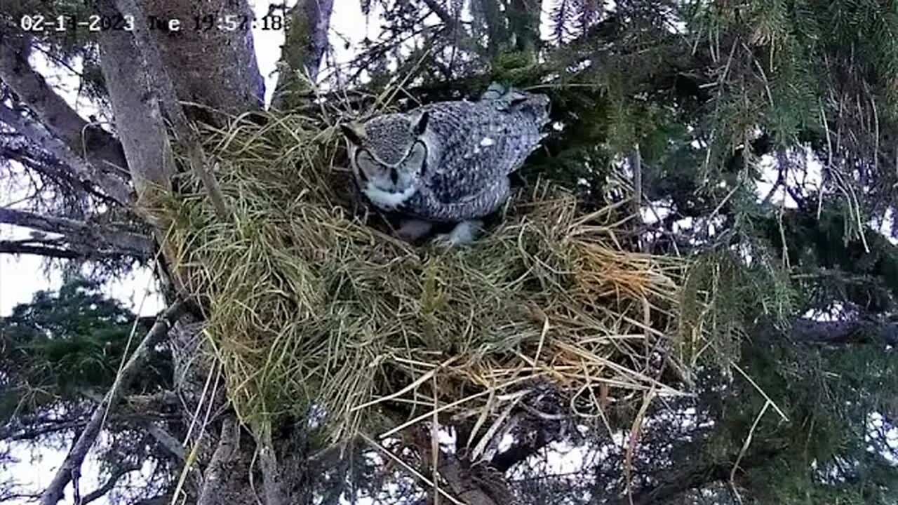 Albert Calls to Ellie Again 🦉 02/14/23 19:56