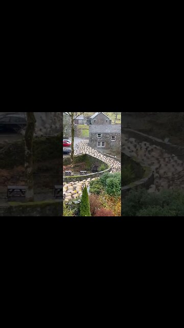 Rush hour in the Lake District