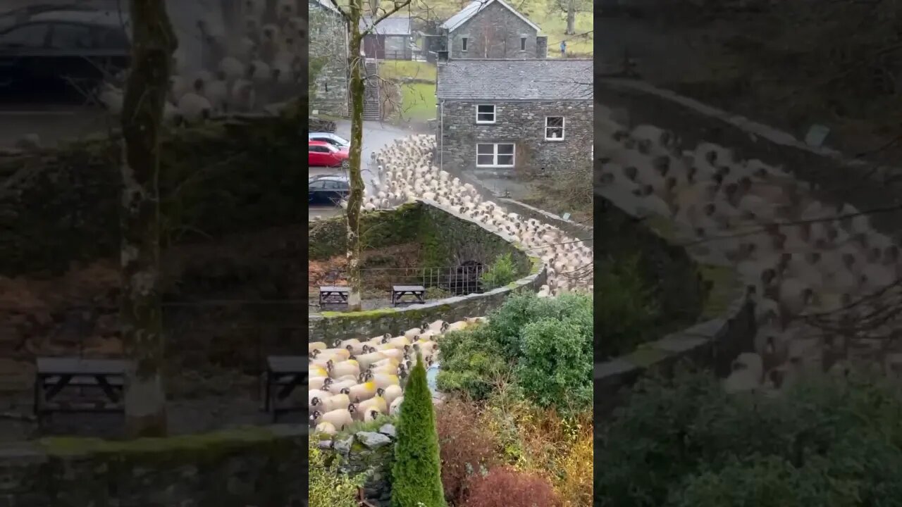 Rush hour in the Lake District