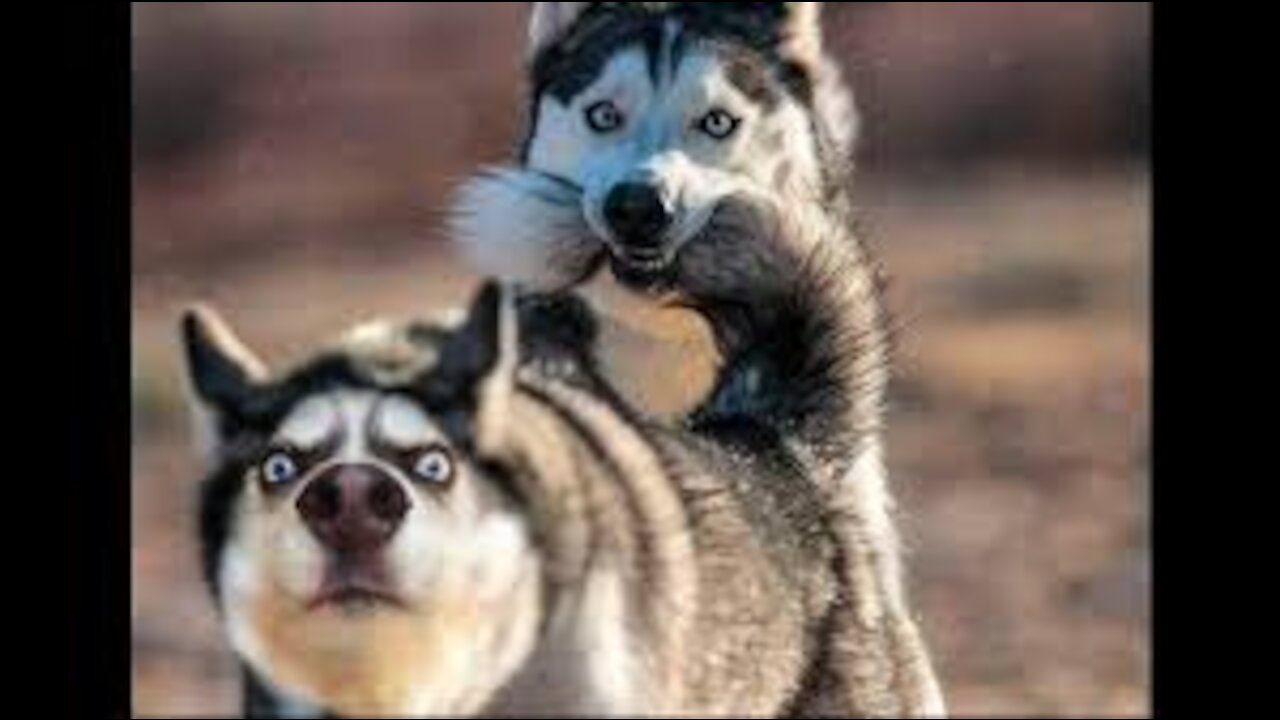 Awesome Funny🐶 Dogs Moment | Dog Compilation |