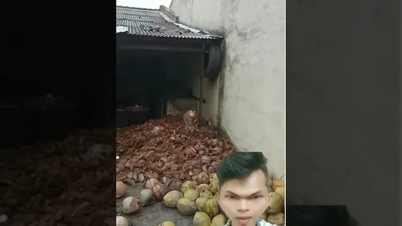 ko bisa goyang ya