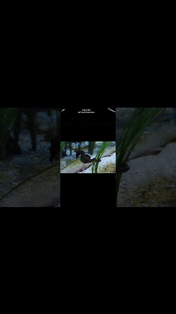 Most types of seahorses pair for life #fish #shorts