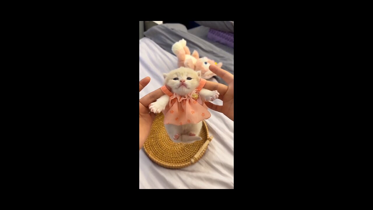 This funny and clever cat video amazes the audience