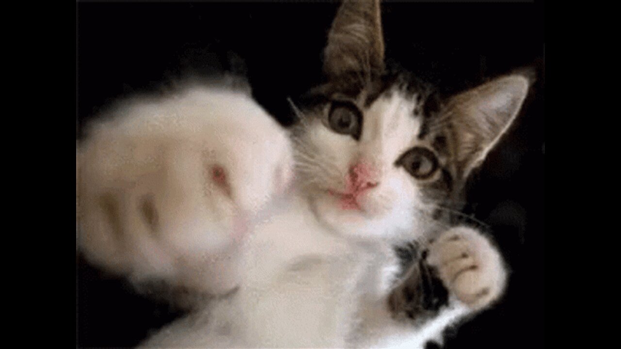 Funniest Animals 🤣🤣🤣New Funny Cats and Dogs Videos 😹🐶
