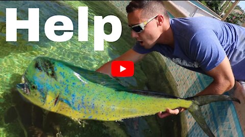 FEEDING Giant Mahi-Mahi To Jaws in Aquarium! *Epic*