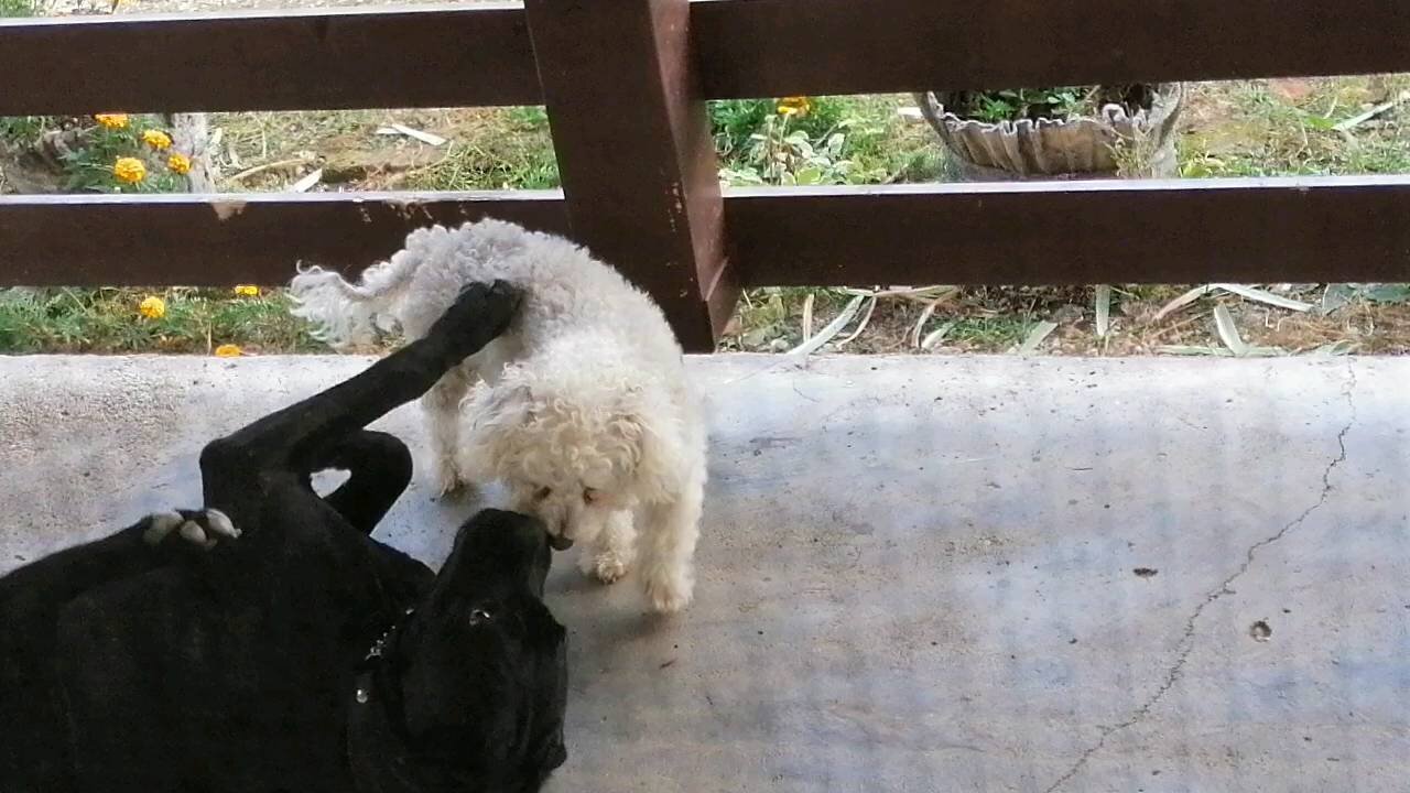 Cane corso and bichon play time