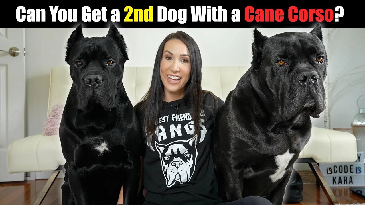 Can You Bring a 2nd Dog Into Home With a Cane Corso