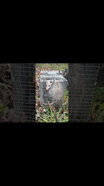 Fruitless hunt mighty woodchuck #bubba #livetrap