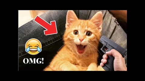 Cat funny video