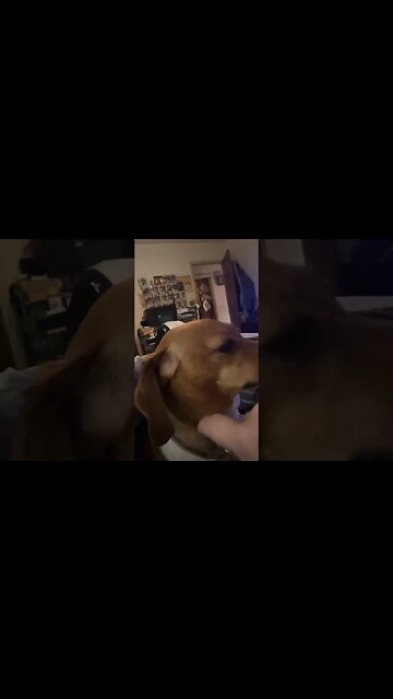 Monkey, Do You Want To Watch “Wednesday”?