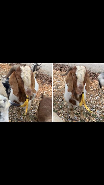 Funny goat loves to eat banana peels