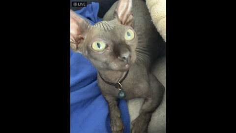 Hairless Bambino kitten has short legs