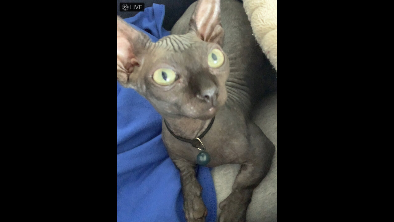 Hairless Bambino kitten has short legs