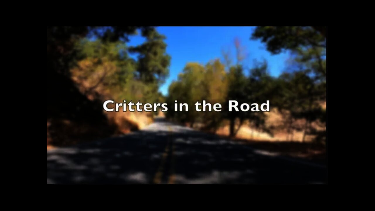 Critters in the Road