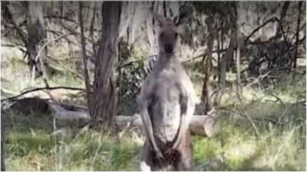 Canguru ataca cão e dono para defender o seu território