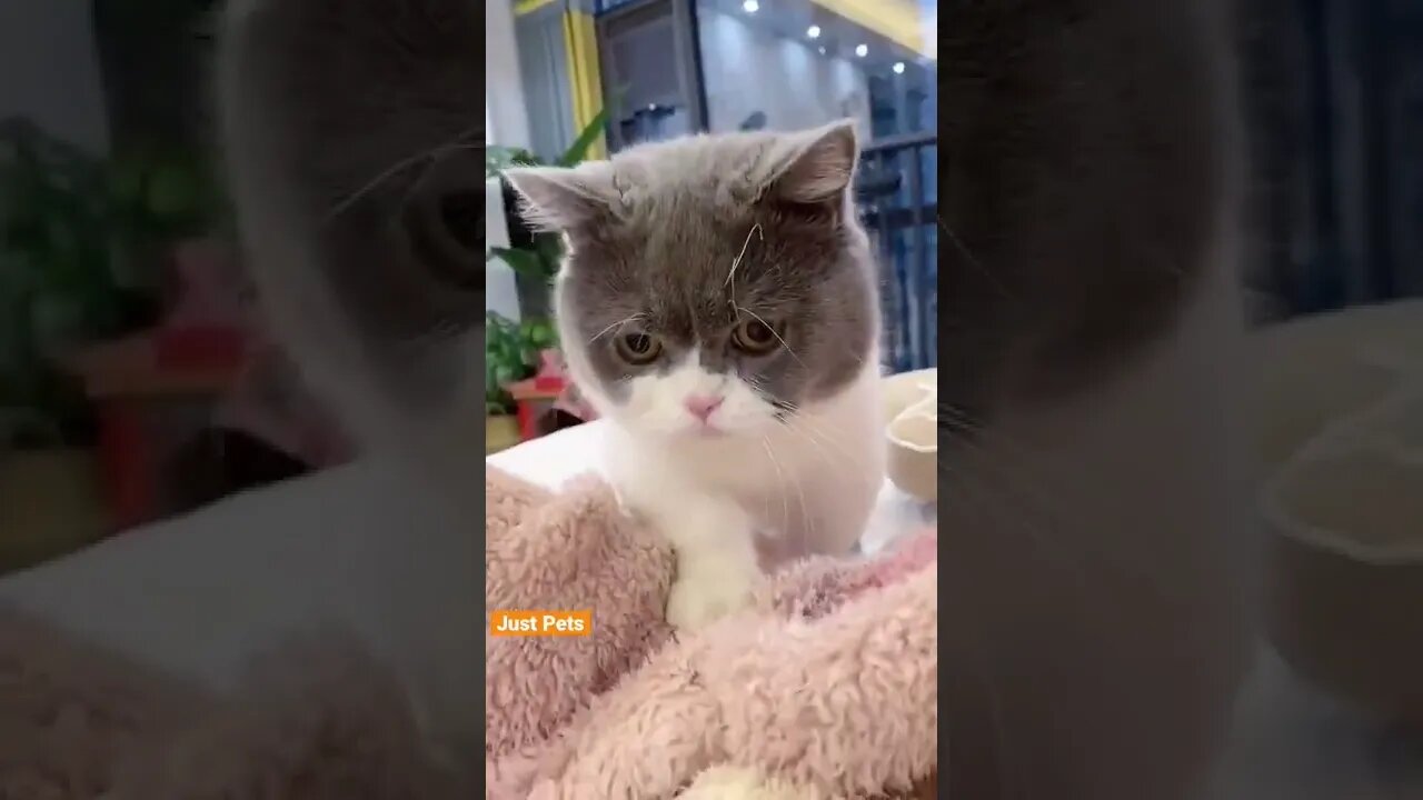 Oh Hello #cute #funnyvideos #funnyanimals #cat #tiktok 2022