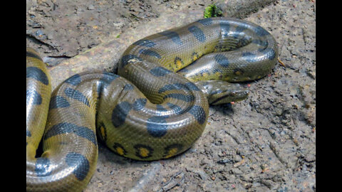 Scuba divers face to face encounter with gaint Anaconda