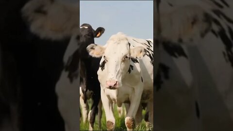 Watch Firefighters hoist prized calf out of 40 foot well in Texas #shorts