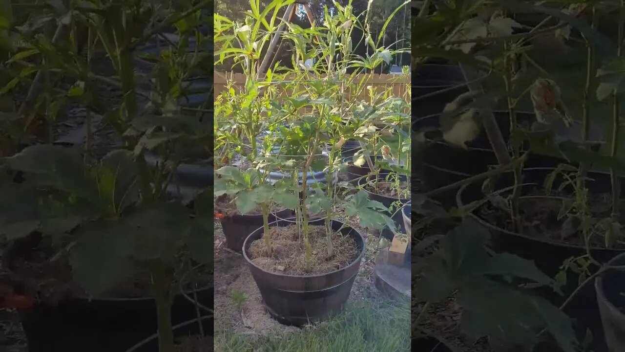 Okra in Cages