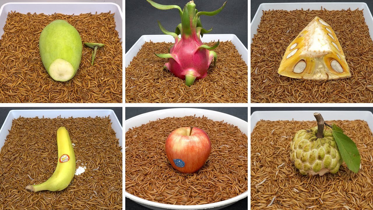 MealWorms Eating Fruits Time Lapse Compilation - MANGO, DRAGON FRUIT, BANANA, JACKFRUIT, APPLE