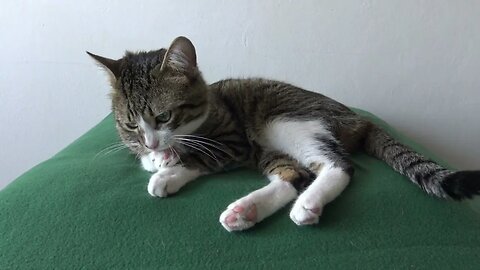 Funny Cat Systematically Cleans His Tiny Pink Paw Beans