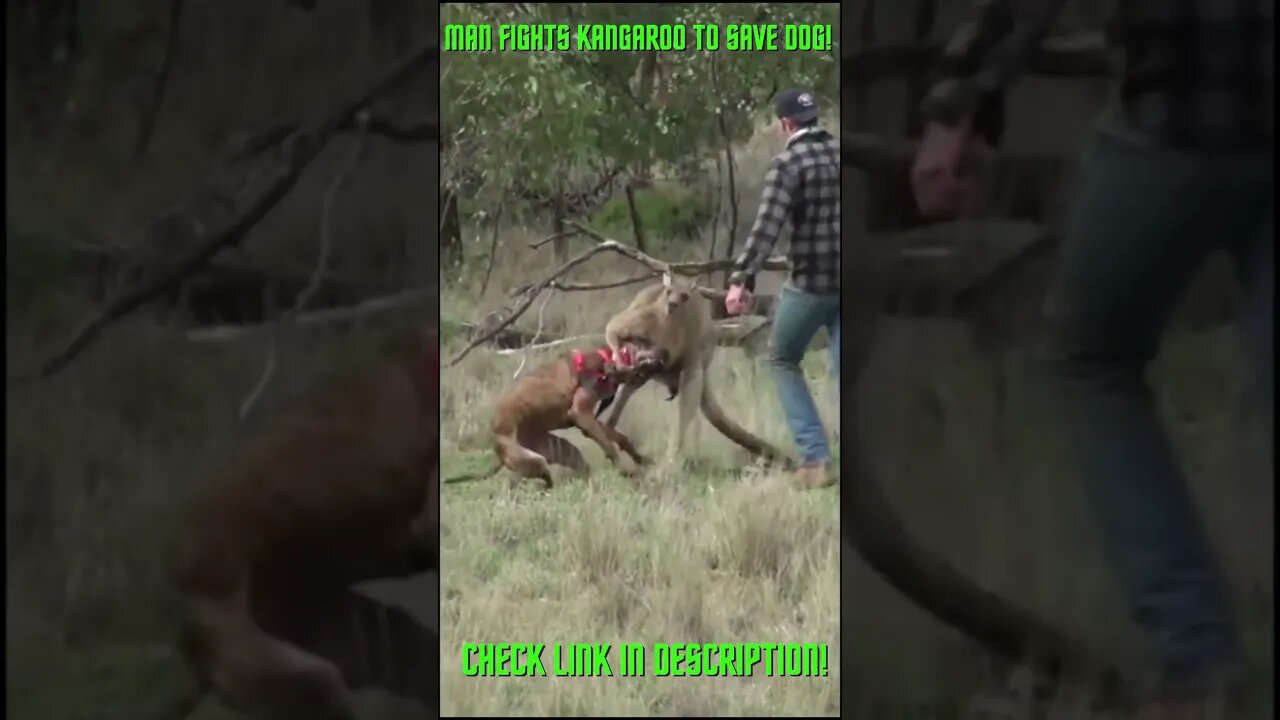 Man Fights Kangaroo To save His Dog! #Shorts #YoutubeShorts #ExtremeSports #Kangaroo #Kangaroos