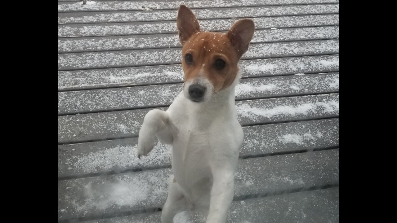 OUCH puppy falls on slippery floor