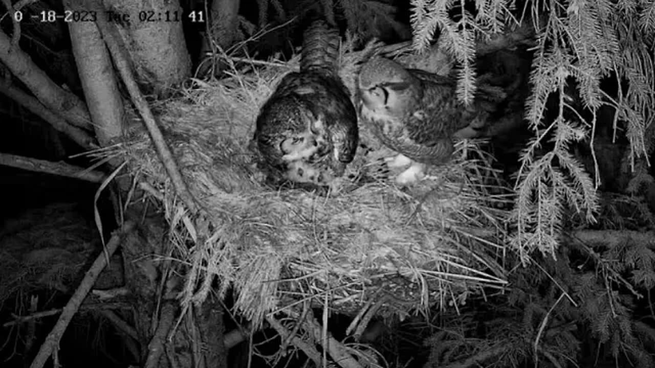 Albert Brings Food to His Owlets 🦉 04/18/23 02:10