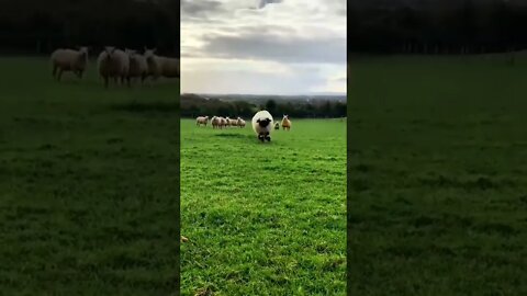 Hop hop hop
