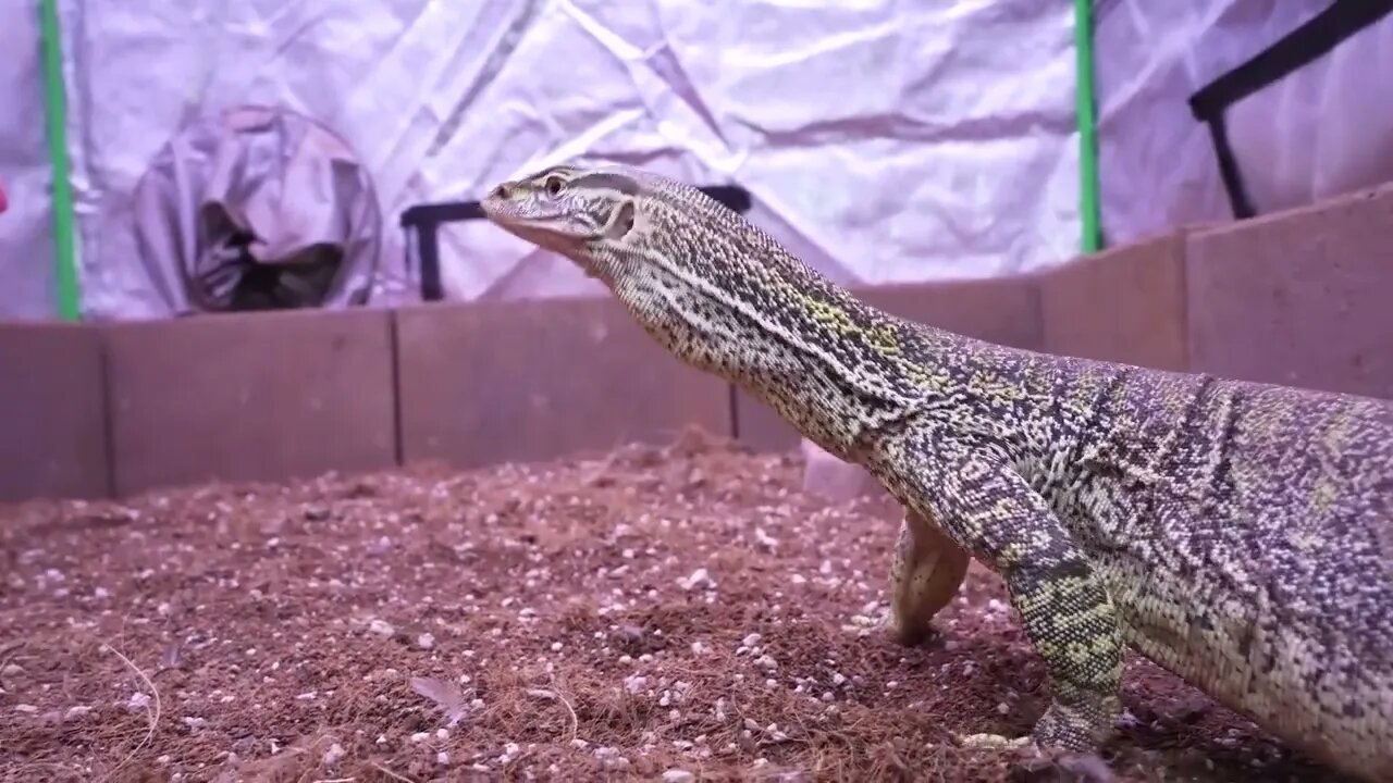 How fast can a monitor lizard eat 8 hamsters?