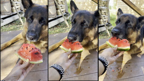 Barry the German Shepherd has a watermelon (Funny DOGS)